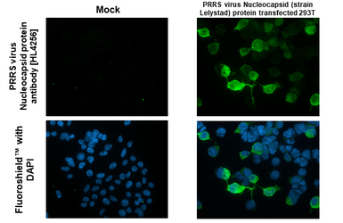 Anti-PRRS virus Nucleocapsid protein antibody [HL4256] used in Immunocytochemistry/ Immunofluorescence (ICC/IF). GTX643492